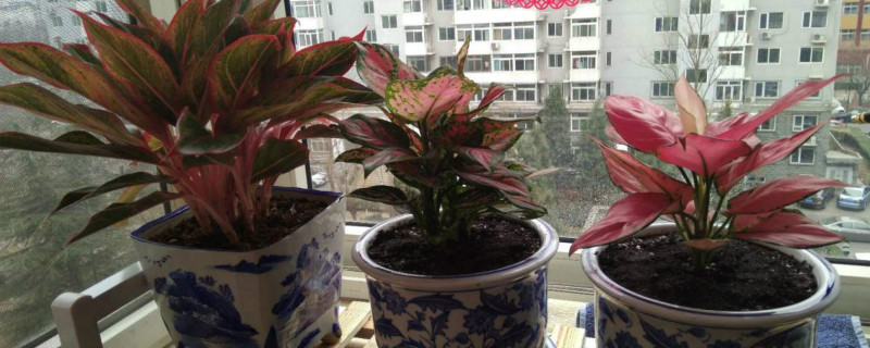 万年红怎么养殖方法 万年红怎么养殖方法