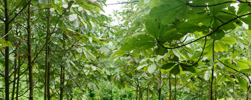 夏天种树如何确保成活 夏天种树如何确保成活