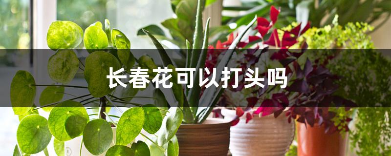 长春花可以打头吗 长春花可以打头吗