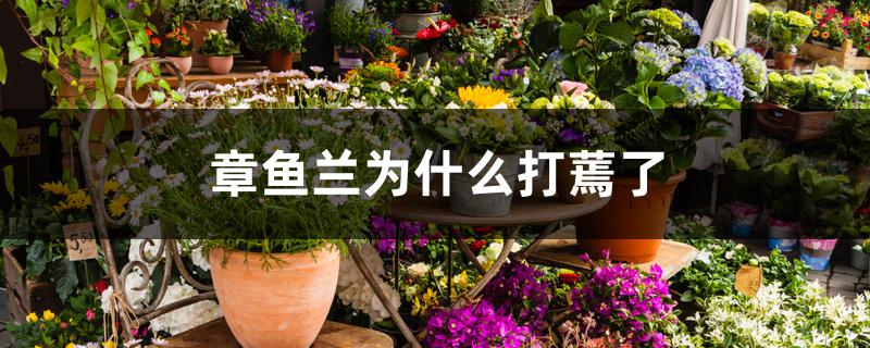 章鱼兰为什么打蔫了 章鱼兰为什么打蔫了