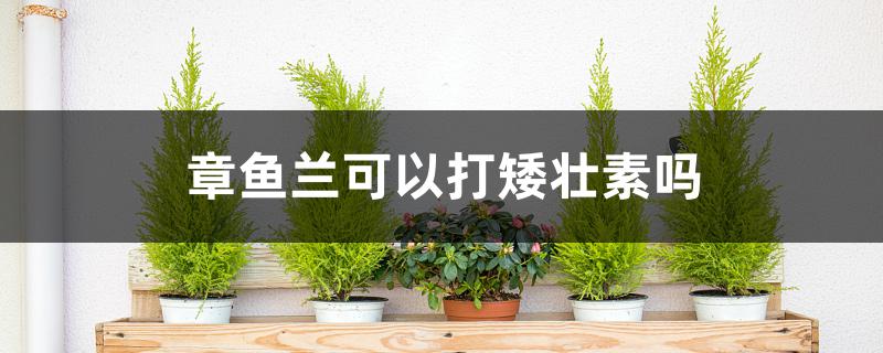 章鱼兰可以打矮壮素吗 章鱼兰可以打矮壮素吗