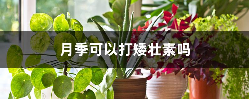 月季可以打矮壮素吗 月季可以打矮壮素吗