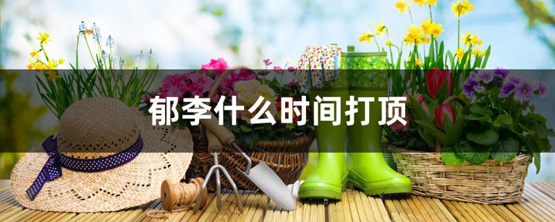 郁李什么时间打顶 郁李什么时间打顶