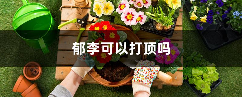 郁李可以打顶吗 郁李可以打顶吗