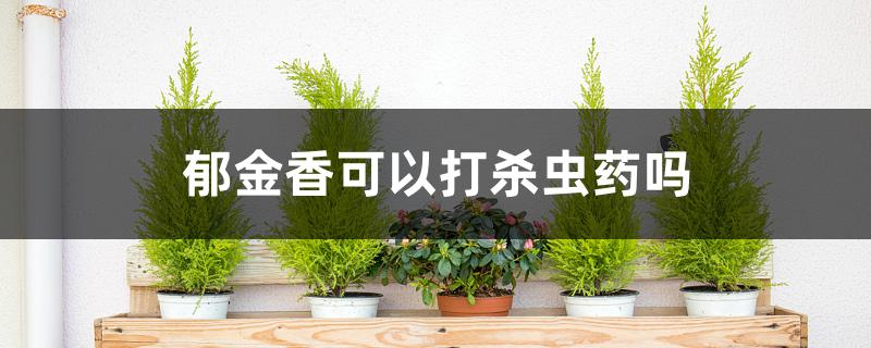 郁金香可以打杀虫药吗 郁金香可以打杀虫药吗