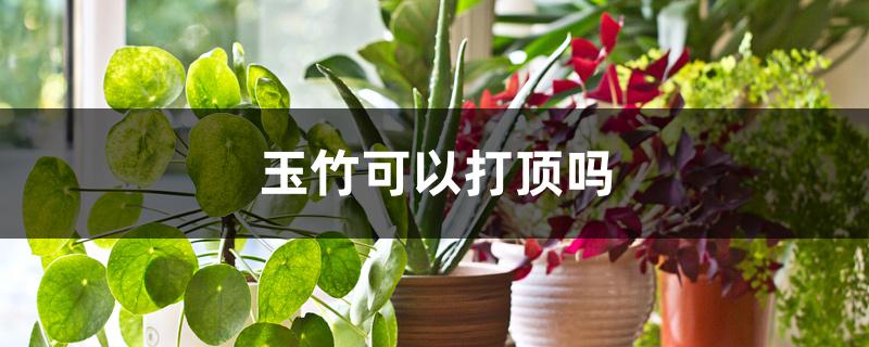 玉竹可以打顶吗 玉竹可以打顶吗