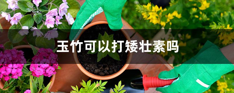 玉竹可以打矮壮素吗 玉竹可以打矮壮素吗