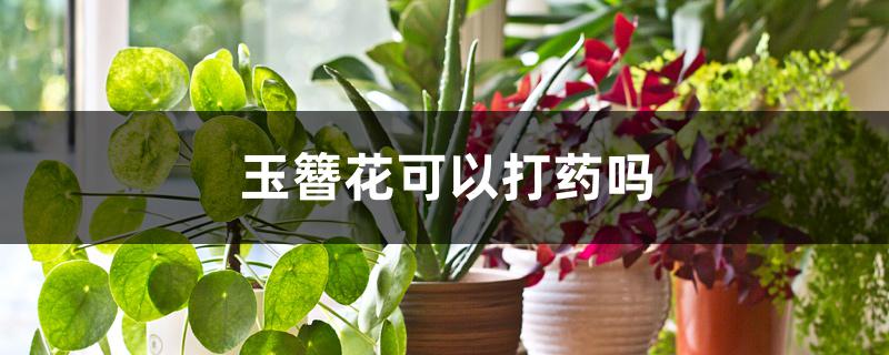 玉簪花可以打药吗 玉簪花可以打药吗