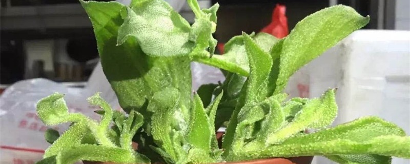 冰草怎么种植 冰草怎么种植