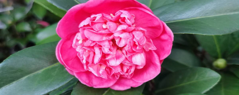 四季茶花夏天怎么养 四季茶花夏天怎么养