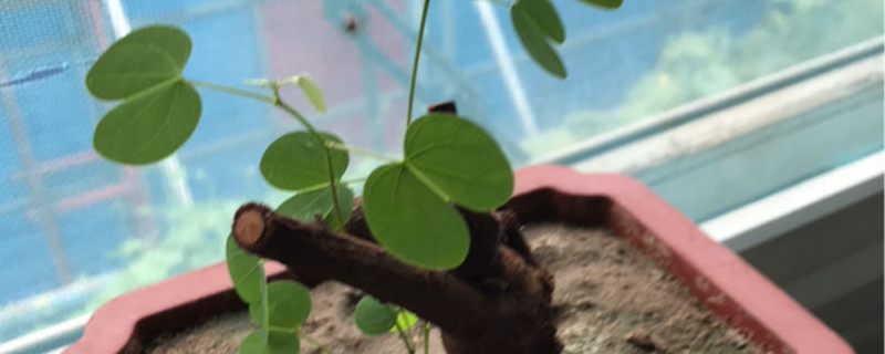 羊蹄甲盆景怎么养 羊蹄甲盆景怎么养