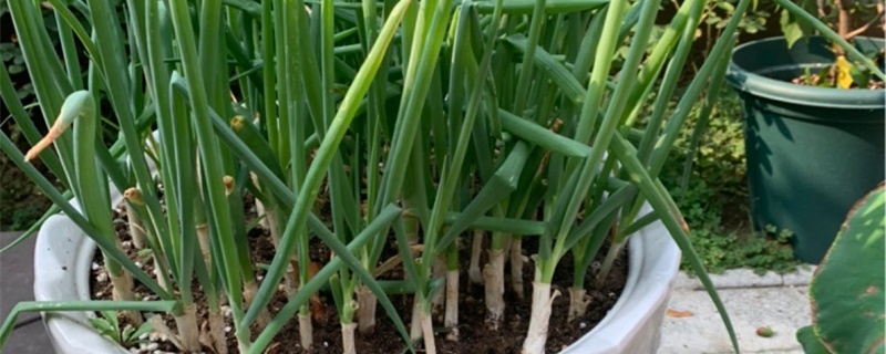 葱种植技术和种植时间