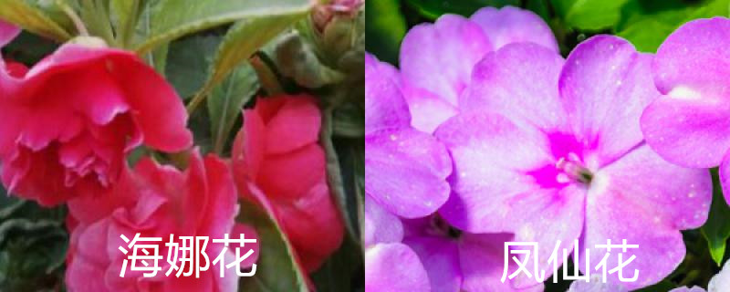 海娜花和凤仙花的区别 海娜花和凤仙花的区别