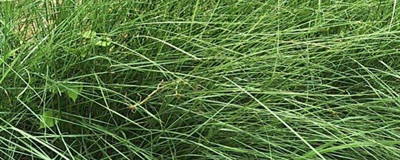 龙须草的养殖方法和注意事项 龙须草的养殖方法和注意事项