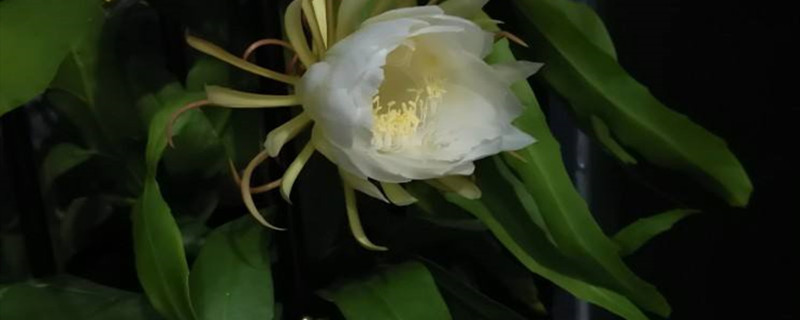 昙花开花寓意 昙花开花寓意