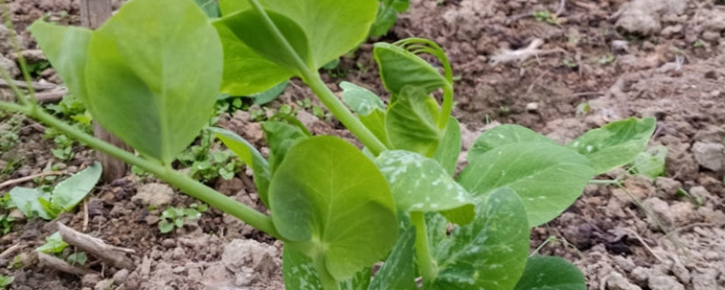 豆苗怎么种植水培 豆苗怎么种植水培