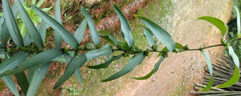 黄精种植的土壤要求和阳光要求 黄精种植的土壤要求和阳光要求