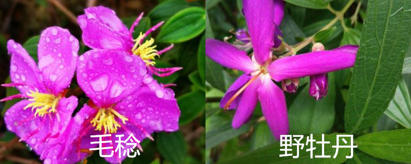 毛稔和野牡丹的区别 毛稔和野牡丹的区别