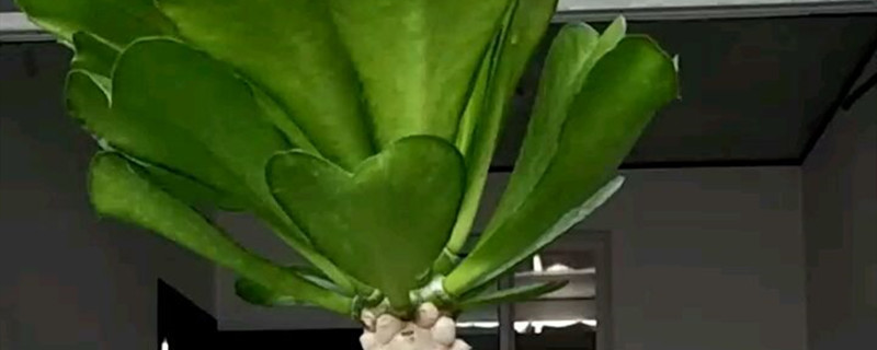 扇贝麒麟花的养殖方法 扇贝麒麟花的养殖方法