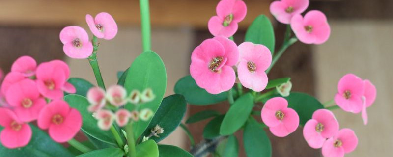 虎刺梅开花不红是什么原因 虎刺梅开花不红是什么原因