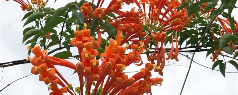 炮仗花怎么栽 炮仗花怎么栽