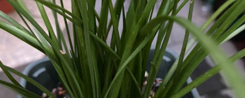 韭菜红尖的原因是什么 韭菜红尖的原因是什么