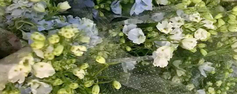 小飞燕的花语和寓意 小飞燕的花语和寓意