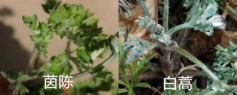 茵陈和白蒿如何区别 茵陈和白蒿如何区别