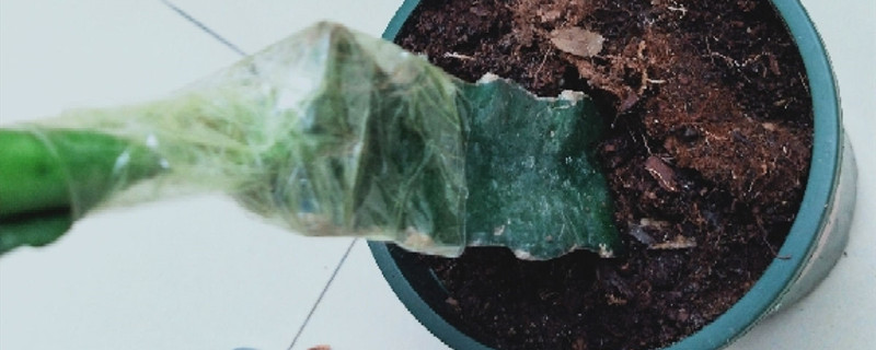 三角柱怎样种植的粗壮 三角柱怎样种植的粗壮