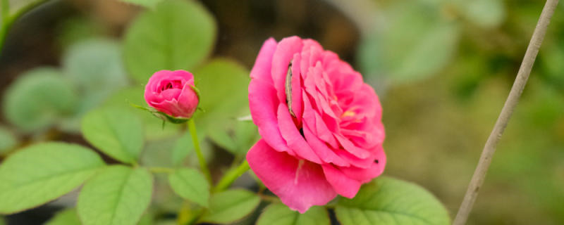 月季花垂头怎么回事 月季花垂头怎么回事