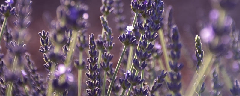 薰衣草的种子浸泡方法 薰衣草的种子浸泡方法