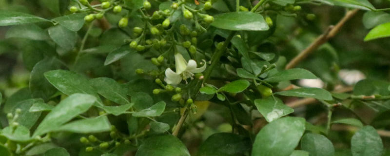 九里香下山桩裸根种植方法