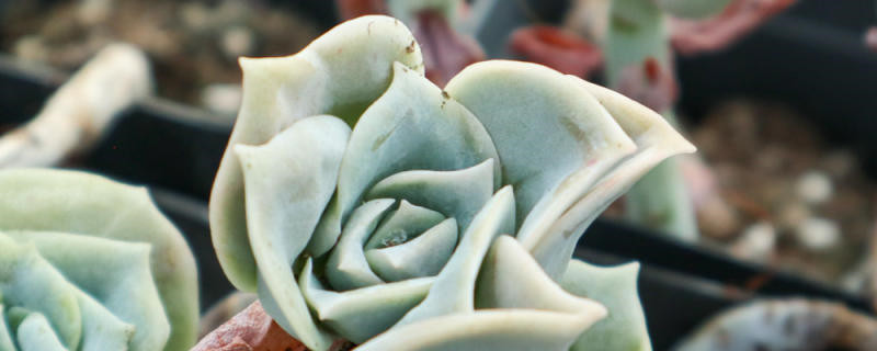 可爱玫瑰怎么长侧芽 可爱玫瑰怎么长侧芽