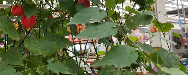 爬藤灯笼花的养殖方法