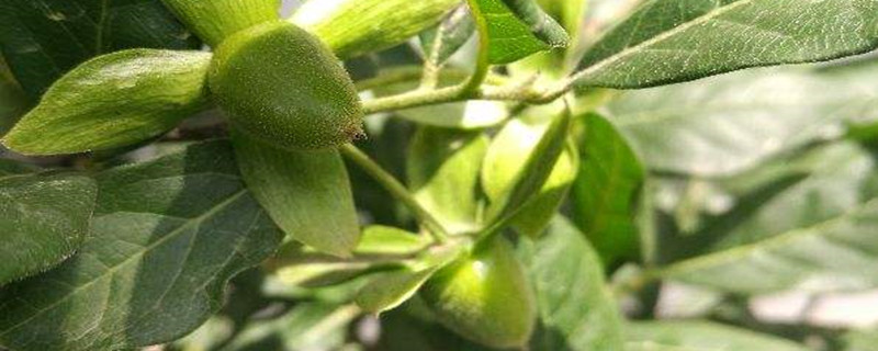 金弹子掉花是什么原因 金弹子掉花是什么原因