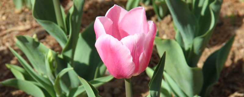 粉色郁金香花语和寓意 粉色郁金香花语和寓意