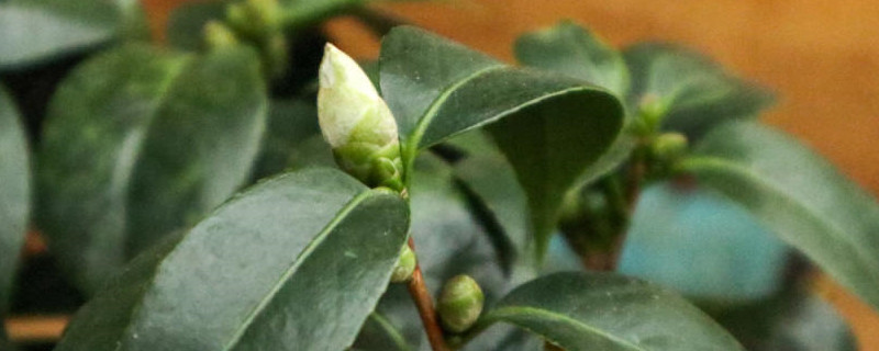 茶花叶子边缘变成褐色并掉落 茶花叶子边缘变成褐色并掉落