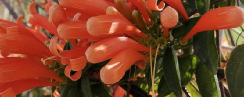 炮仗花怎么养