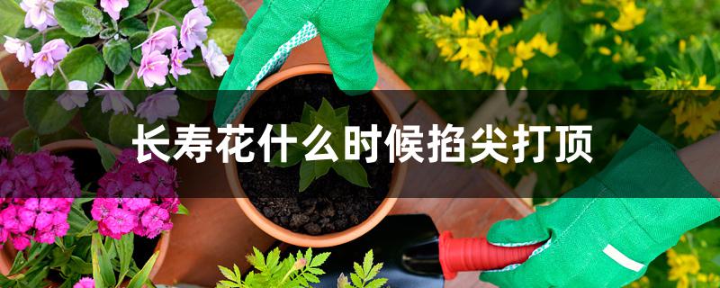 长寿花什么时候掐尖打顶 长寿花什么时候掐尖打顶