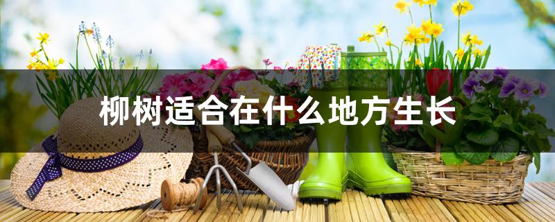 柳树适合在什么地方生长 柳树适合在什么地方生长