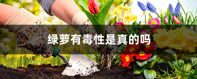 绿萝有毒性是真的吗 绿萝有毒性是真的吗