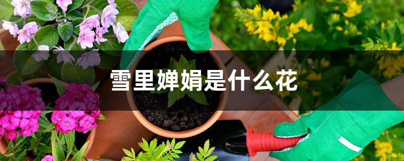 雪里婵娟是什么花 雪里婵娟是什么花