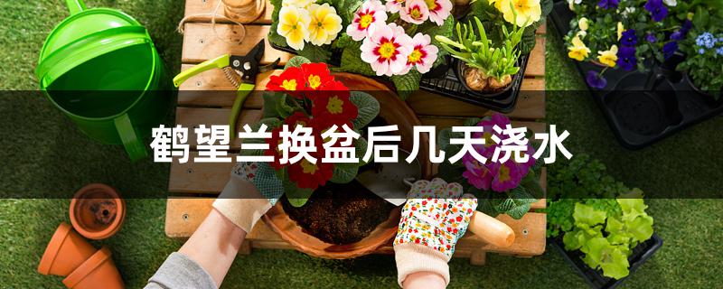 鹤望兰换盆后几天浇水 鹤望兰换盆后几天浇水