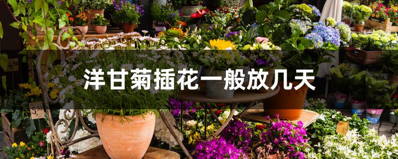 洋甘菊插花一般放几天 洋甘菊插花一般放几天