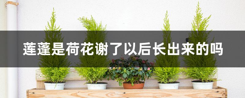 莲蓬是荷花谢了以后长出来的吗 莲蓬是荷花谢了以后长出来的吗