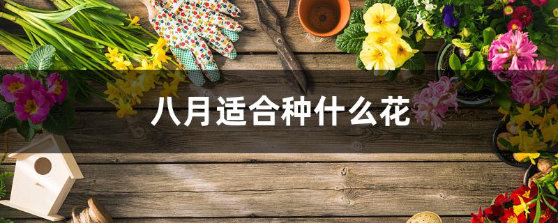 八月适合种什么花 八月适合种什么花