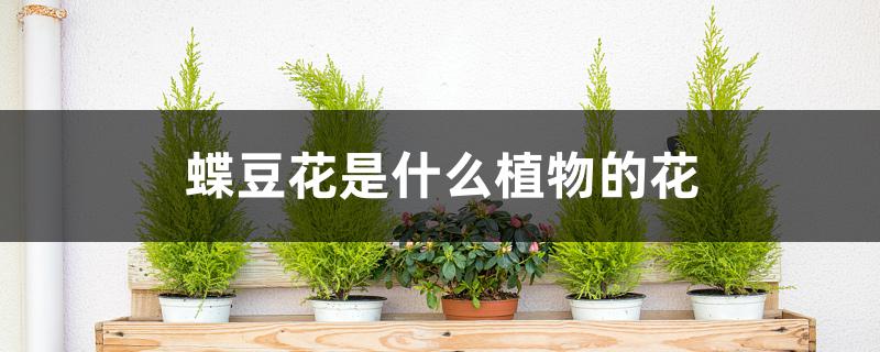 蝶豆花是什么植物的花 蝶豆花是什么植物的花