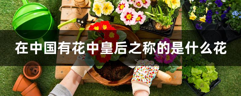 在中国有花中皇后之称的是什么花 在中国有花中皇后之称的是什么花