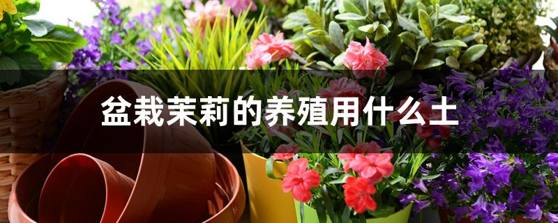 盆栽茉莉的养殖用什么土 盆栽茉莉的养殖用什么土
