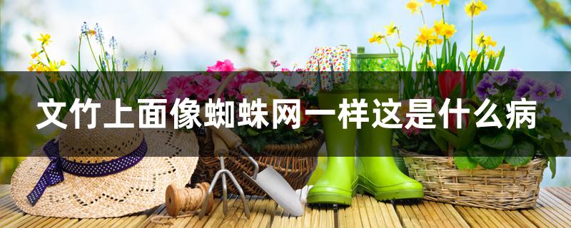 文竹上面像蜘蛛网一样这是什么病 文竹上面像蜘蛛网一样这是什么病